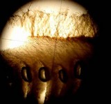 Lentinellus ursinus image
