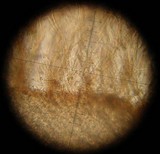Lentinellus ursinus image