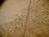Lentinellus ursinus image