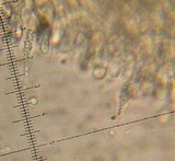 Lentinellus ursinus image