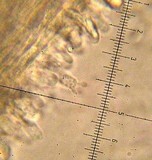 Lentinellus ursinus image