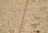 Lentinellus ursinus image