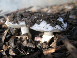Leucoagaricus barssii image
