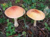 Amanita amerimuscaria image