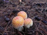 Amanita amerimuscaria image