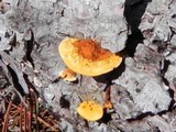 Gloeophyllum sepiarium image