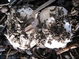 Leucoagaricus barssii image