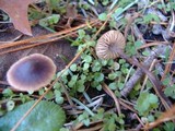 Macrocystidia cucumis image