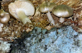 Megacollybia rodmanii image