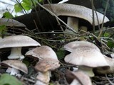 Agaricus californicus image