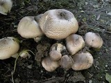 Agaricus californicus image