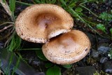 Pholiota terrestris image