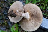 Pholiota terrestris image