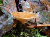 Polyporus guianensis image