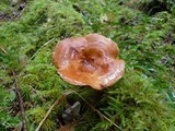 Polyporus guianensis image