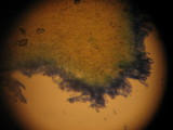 Leucoagaricus barssii image