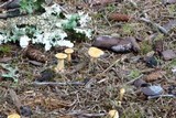 Hygrophoropsis aurantiaca image
