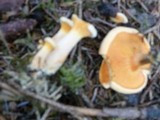 Hygrophoropsis aurantiaca image