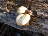 Gymnopilus ventricosus image