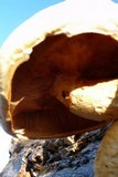 Gymnopilus ventricosus image