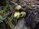 Tricholoma saponaceum image