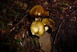 Tricholoma saponaceum image