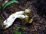Tricholoma saponaceum image