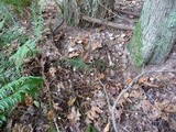 Gymnopus peronatus image