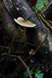 Amanita sect. Vaginatae image