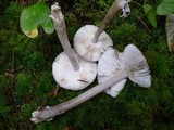 Amanita sect. Vaginatae image