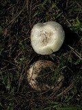 Agaricus bitorquis image