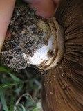 Agaricus bitorquis image