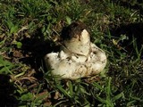 Agaricus bitorquis image