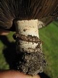 Agaricus bitorquis image
