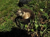 Agaricus bitorquis image