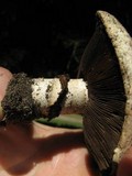 Agaricus bitorquis image
