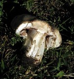 Agaricus bitorquis image
