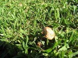 Agaricus bitorquis image