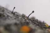 Phaeocalicium populneum image