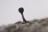 Phaeocalicium populneum image