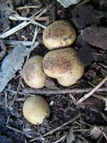 Scleroderma areolatum image