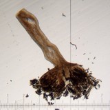 Phaeocalicium populneum image
