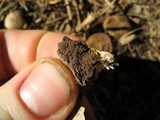 Scleroderma areolatum image