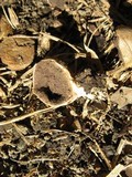 Scleroderma areolatum image