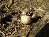 Scleroderma areolatum image