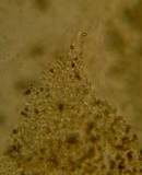Agaricus bitorquis image