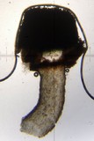 Calicium adaequatum image