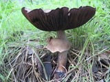 Agaricus californicus image