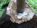 Agaricus californicus image