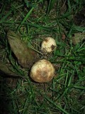 Scleroderma reae image